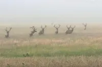 Historic 1884 Victorian Upstairs Unit.  Walk to everything!  Close to elk!