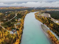 Eagles Landing on the Kenai River