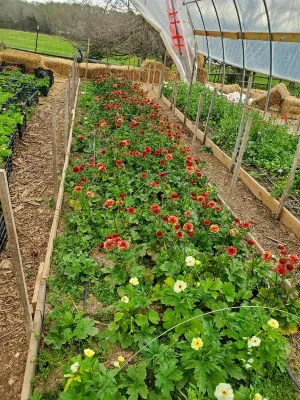 Relaxing Pool Area and Scenic Sunsets - Charming Farm Stay Hotels near Ball’s Bluff Battlefield Regional Park