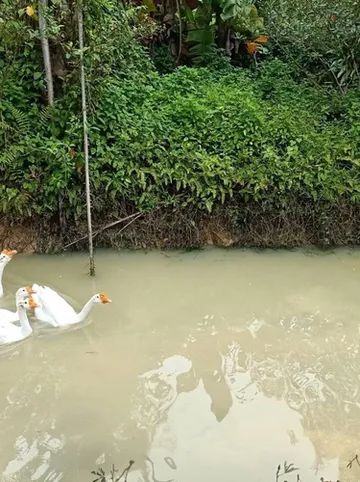 รูปภาพของบานาน่า เพลส รีสอร์ท