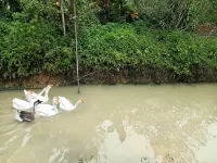 Banana Place Resort