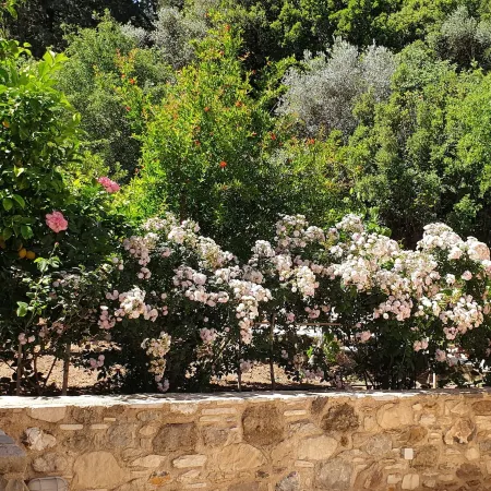 Chaihoutes Stone House into Olive Farm in Zia
