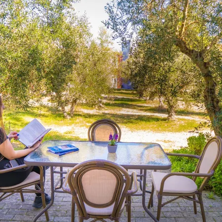 Olive Trees Garden Lixouri
