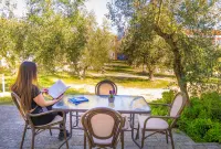 Olive Trees Garden Lixouri