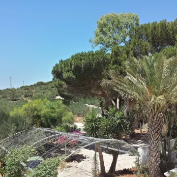 Baglio il Giovinetto