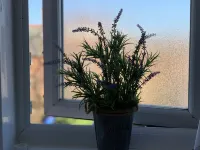 Eskdaill Place Apartment