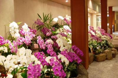 その他 胡蝶蘭の写真