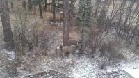 Lovely cabin a midst majestic pine trees