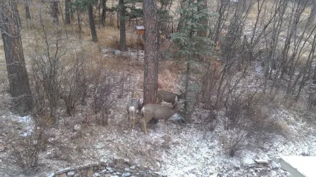 Lovely cabin a midst majestic pine trees