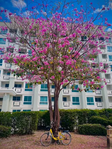 รูปภาพของที่พักติดทะเลชะอำ