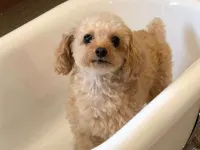 Yunogo  Yuzu Hotel  Senrien