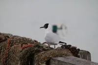 Charming house (4 people) at 1500ft from sea for an ideal stay in the Somme Bay