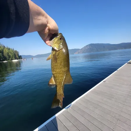 Lakefront Cabin #1-REMOTE, RECOMMEND SUV/TRUCK, PRIMITIVE RD! Lake Pend Oreille