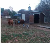 Bear Mountain Farm 2.0