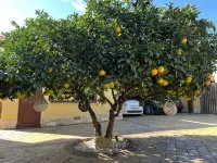 B&B Templi e Arte Hotels in Villaggio Mose