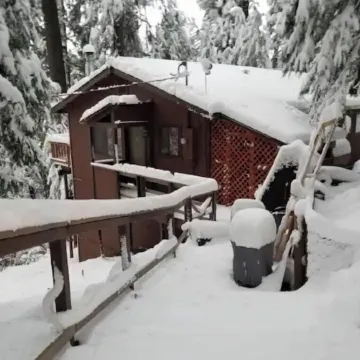 Cedar Pines Cabin w/ Fire Pit & Large Deck - BIG Trees - A Quaint Rustic Charmer