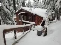 Cedar Pines Cabin w/ Fire Pit & Large Deck - BIG Trees - A Quaint Rustic Charmer
