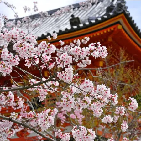 Stay Sakura Kyoto Suzaku Oji Отели рядом с достопримечательностью «Тэнрю-дзи»