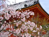 Stay Sakura Kyoto Suzaku Oji - Bungalows
