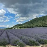 À 30 mn des Gorges du Verdon Gîte au Calme Entouré Doliviers et de Lavandes Hotel a Oraison