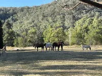Stylish country escape Laguna/Wollombi Hunter Valley. 4 bedrooms. Pet friendly!