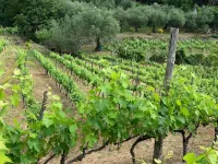 Lovingly Restored Country Farm House in Olive Grove 10 minutes from sea Hotels in Chiavari