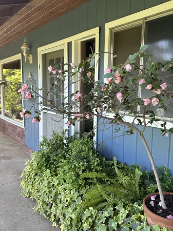 Robin's Nest - Cozy & quiet guest house minutes from historic downtown Mariposa