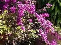 Te Moana Nui Villa Hotels in Arorangi