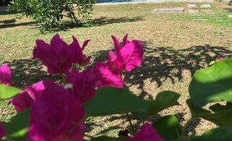 Silence Garden