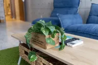 Guest House Gorilla!