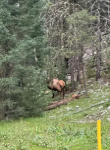 Cozy Bear Den