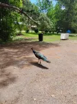 Charming private 2-bedroom cottage in  Texarkana with WiFi, AC and peacocks!