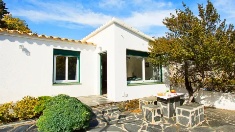 Mimosa in Cadaques