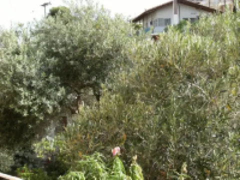 Katerina Hotel Hotels in Tolo