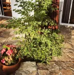 Casa del Mar Hotels near Abarrotes Mary