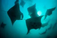 Bageechaa Stay Hotels in Miriandhoo