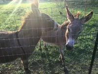 The Writer’s Cabin