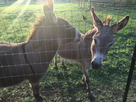 The Writer’s Cabin