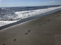 Surf shack on the beach,  direct ocean.