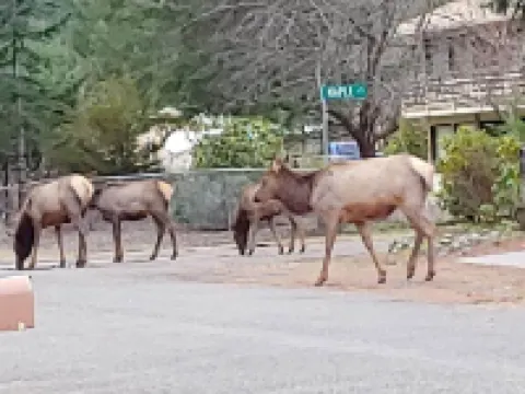 Packwood Big House : River View, AC, Wi-Fi, Covered Patio, Bar and Game Room!