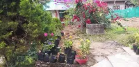 Kinglayang Homestay Hôtels à : Chalsa Mahabari