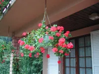 Gîte chez Jean-Pierre " LES HIRONDELLES" F2- 100€ for1 night ( 2nights min) Hotel a Sainte-Marie-aux-Mines