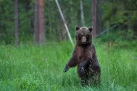 Bear Watching and Photography Hide - 3-Star