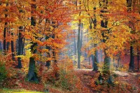 A pretty nest in a hiking paradise in the heart of Thuringia