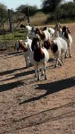 Eids Farm
