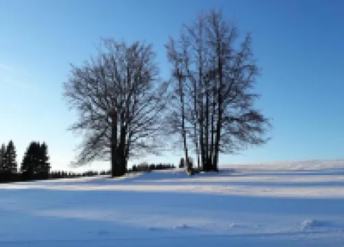 Small and Cozy Apartment in Frauenwald Near Forest