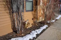 Mountain Adventure Getaway- Cozy 2-room condo in Eden with WiFi and washer/dryer