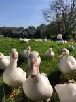 "Charming vacation apartment on the farm. Ideal for families and pets