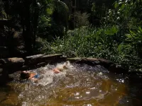 Beautiful House in Penedo - Itatiaia Ecological Park - Finnish Colony - RJ Hotel a Itatiaia