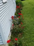 Perfect for groups! Walk to Journeyman/downtown Three Oaks